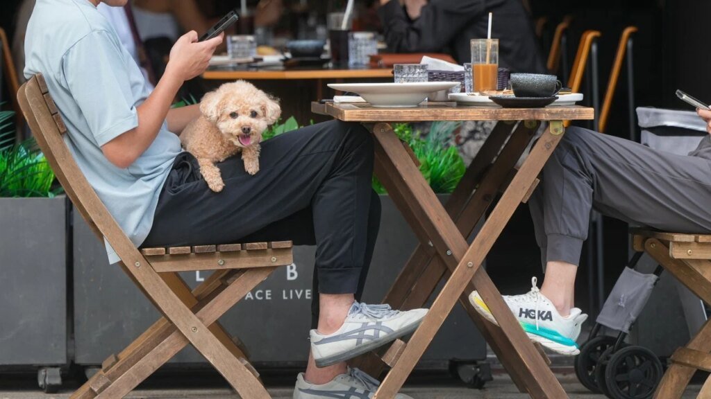 Hong Kong to open applications for restaurant dog-friendly licences on May 18
