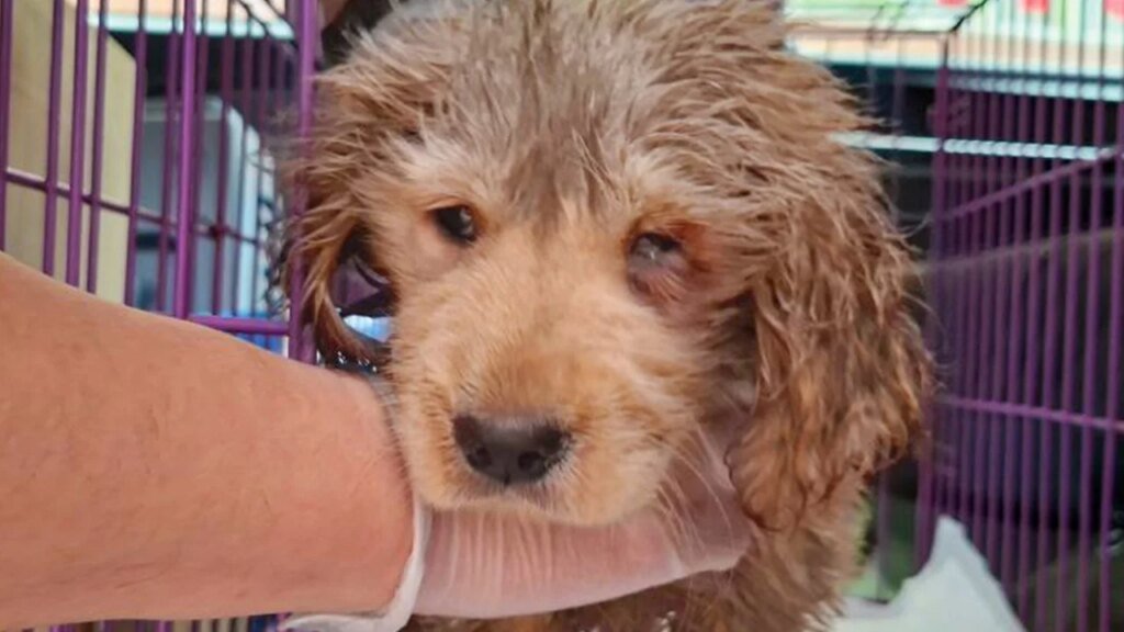 Hong Kong police arrest 2 women after sewage-soaked puppy found in bin, put down